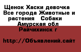 Щенок Хаски девочка - Все города Животные и растения » Собаки   . Амурская обл.,Райчихинск г.